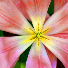 短信轰在线轰炸